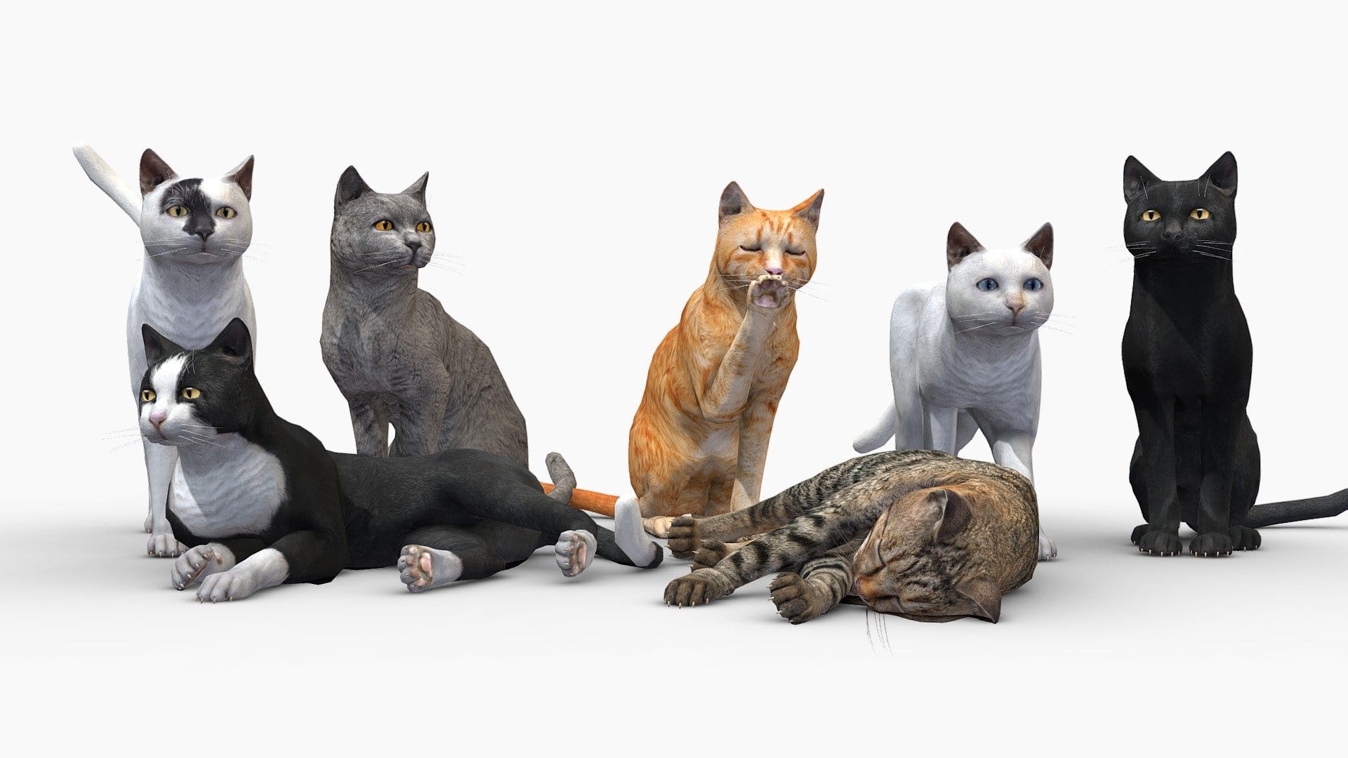Cats pack