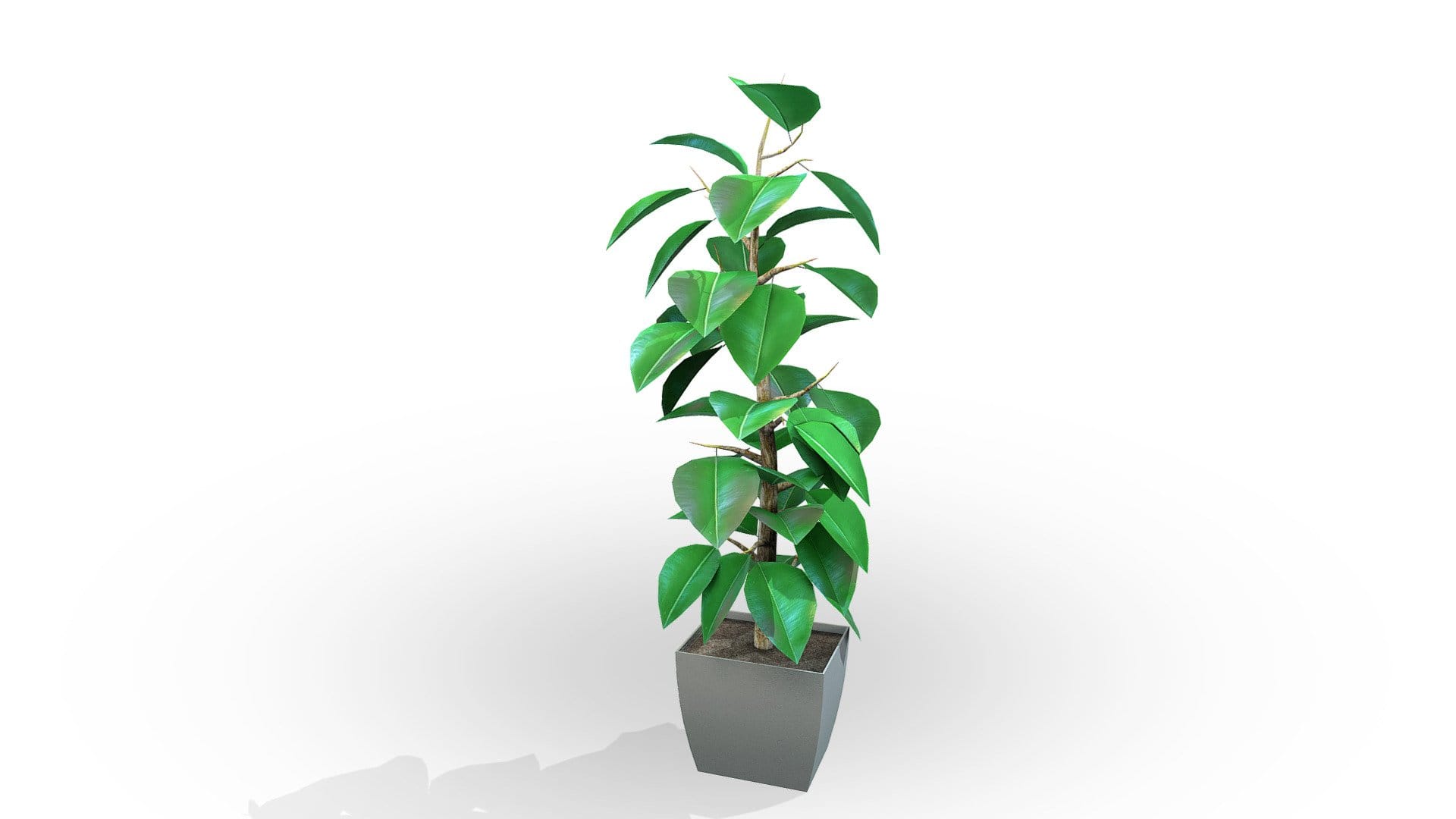 Ficus Elastica Interior Exterior Office Plant