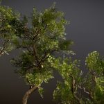 Low poly realistic trees pack