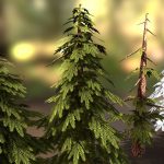 summer & snowy pine trees