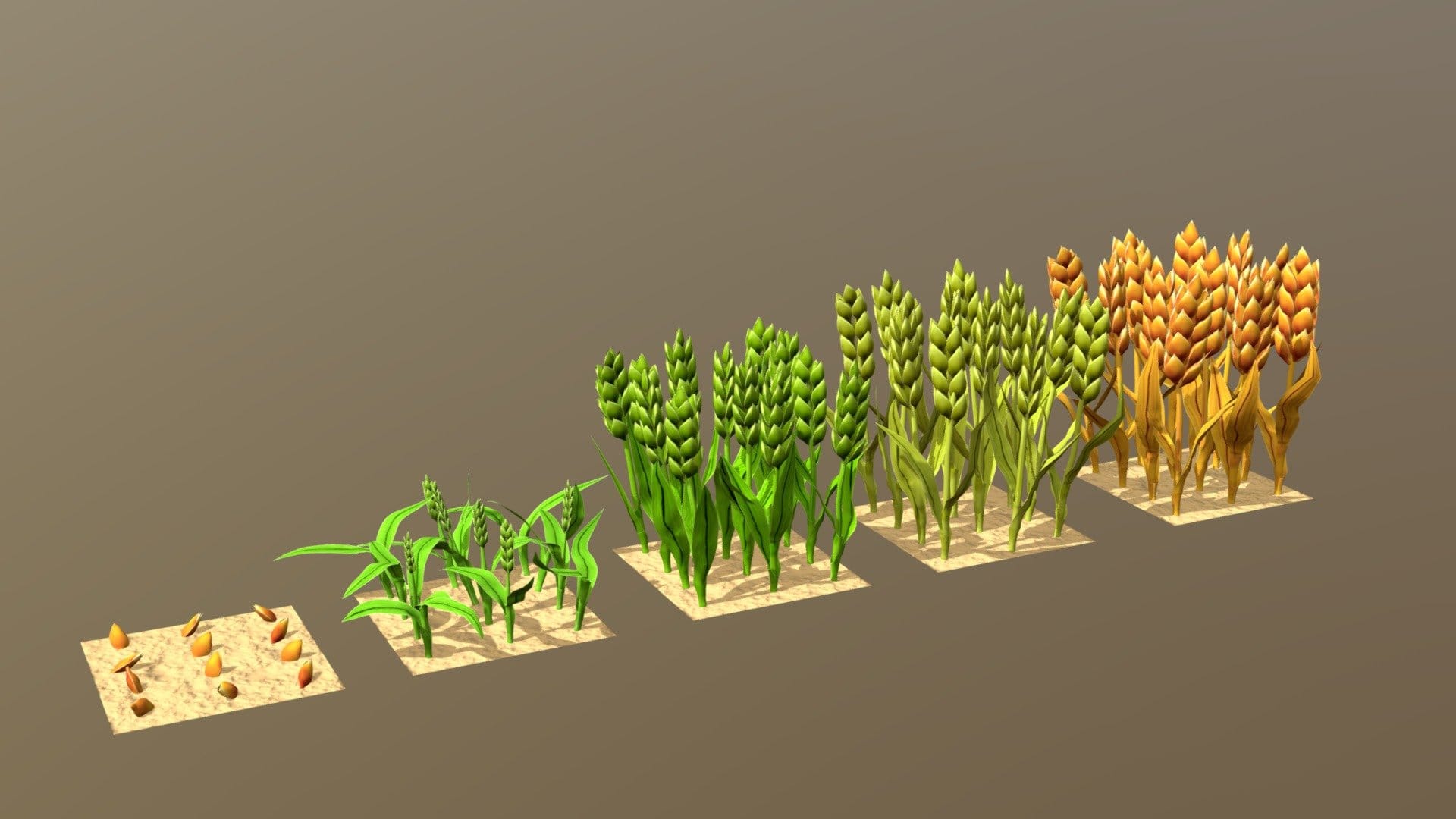 Barley Cartoon With Stage Of Grow