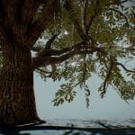 Big Oak
