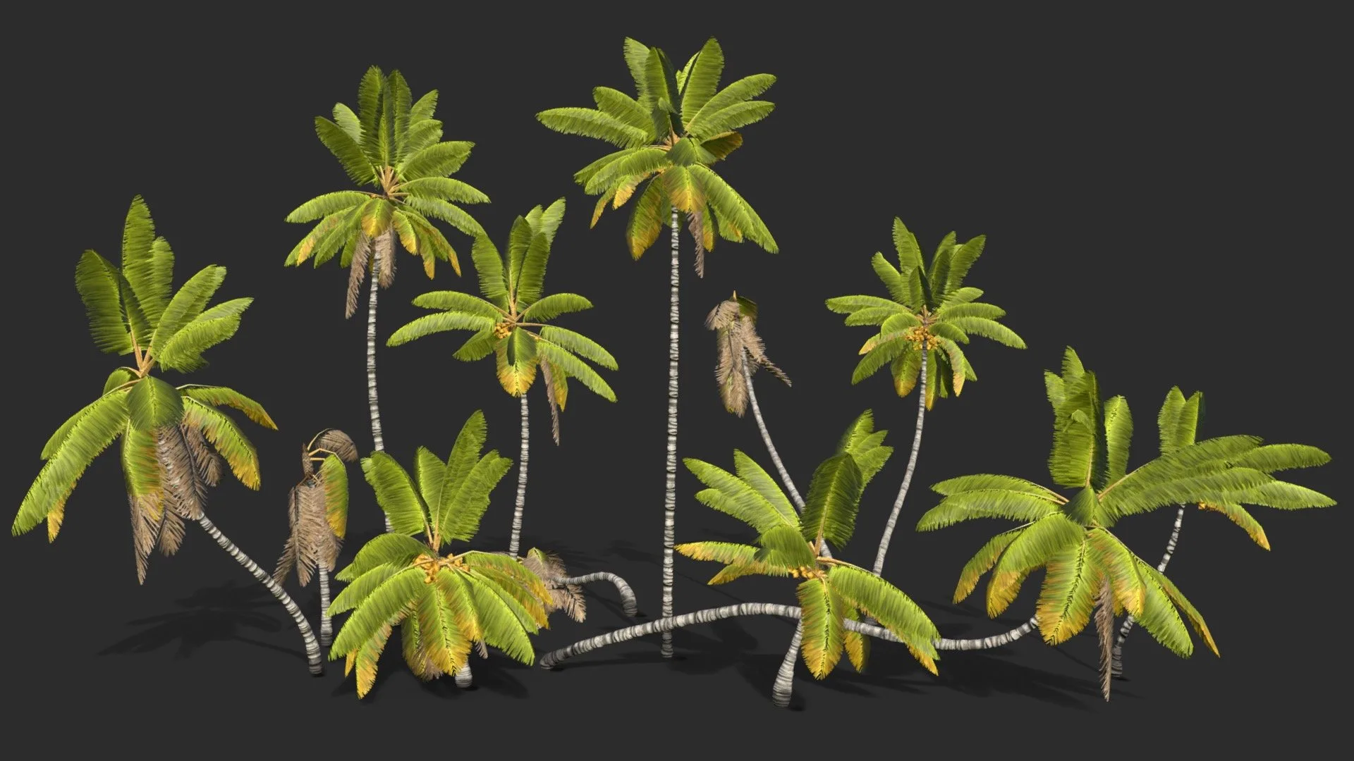 Cocos Nucifera Asset 1