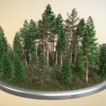 Coniferous Forest / Nadelwald – Kiefern Fichten
