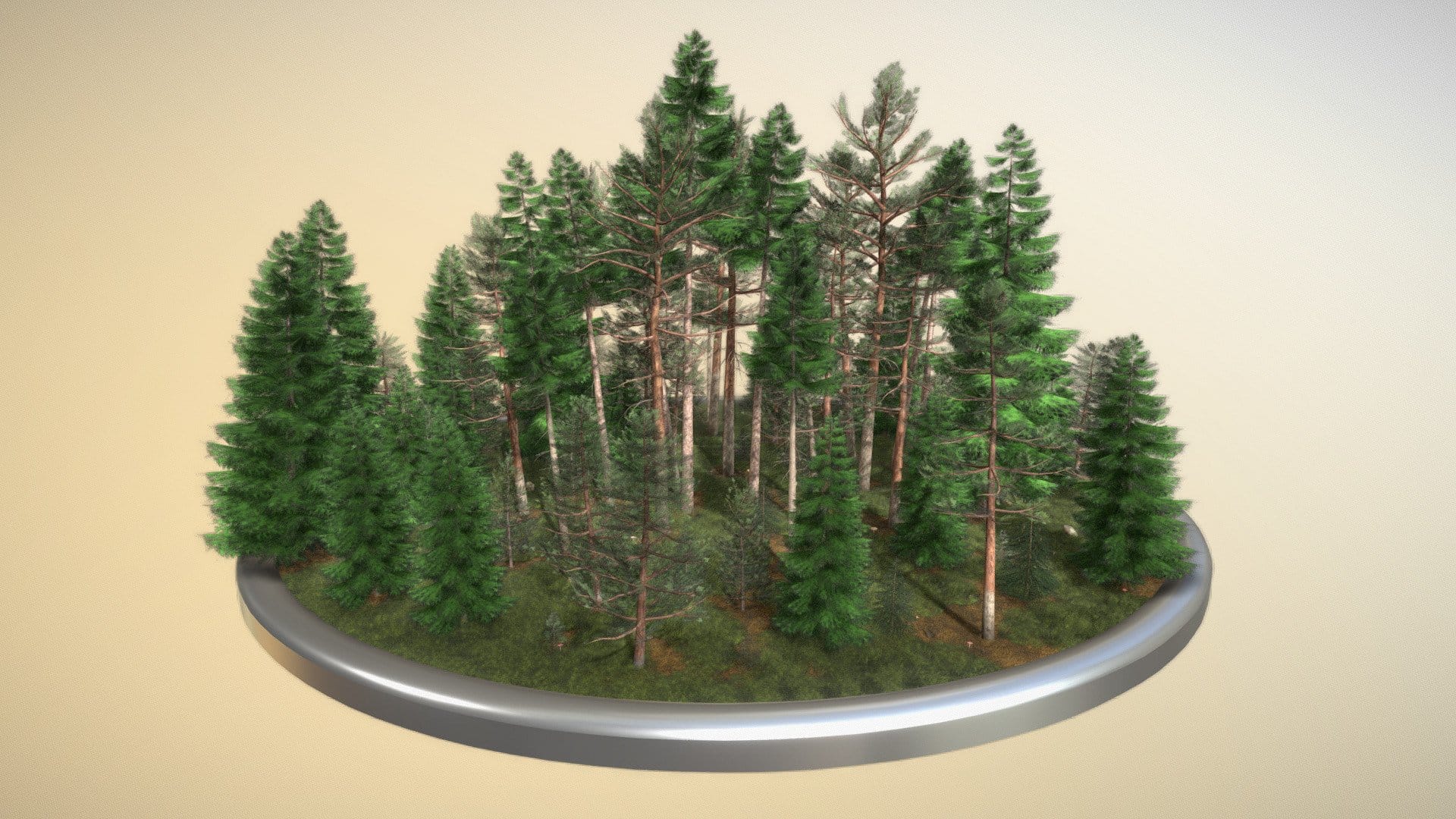 Coniferous Forest / Nadelwald – Kiefern Fichten