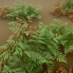 fern forest realistic pbr set collection 3d model