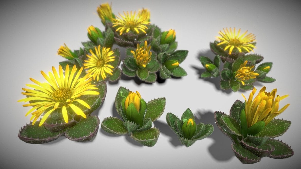 flower faucaria tigrina 3d model