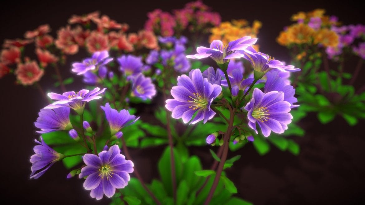 flower lewisia 3d model