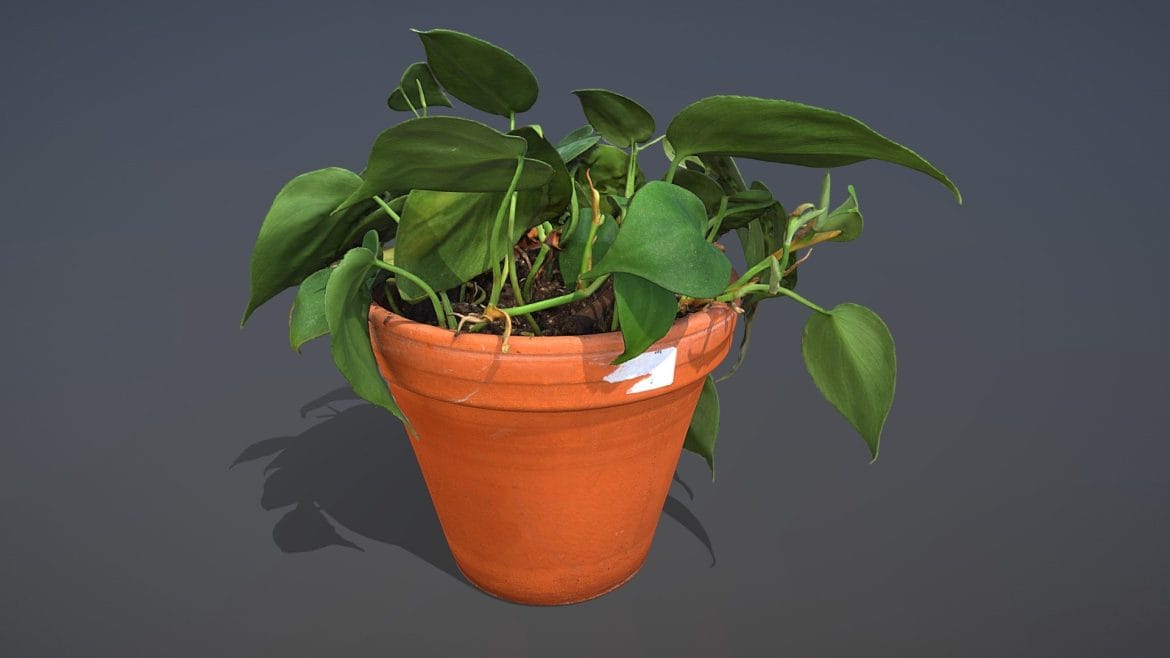 heartleaf philodendron 3d model