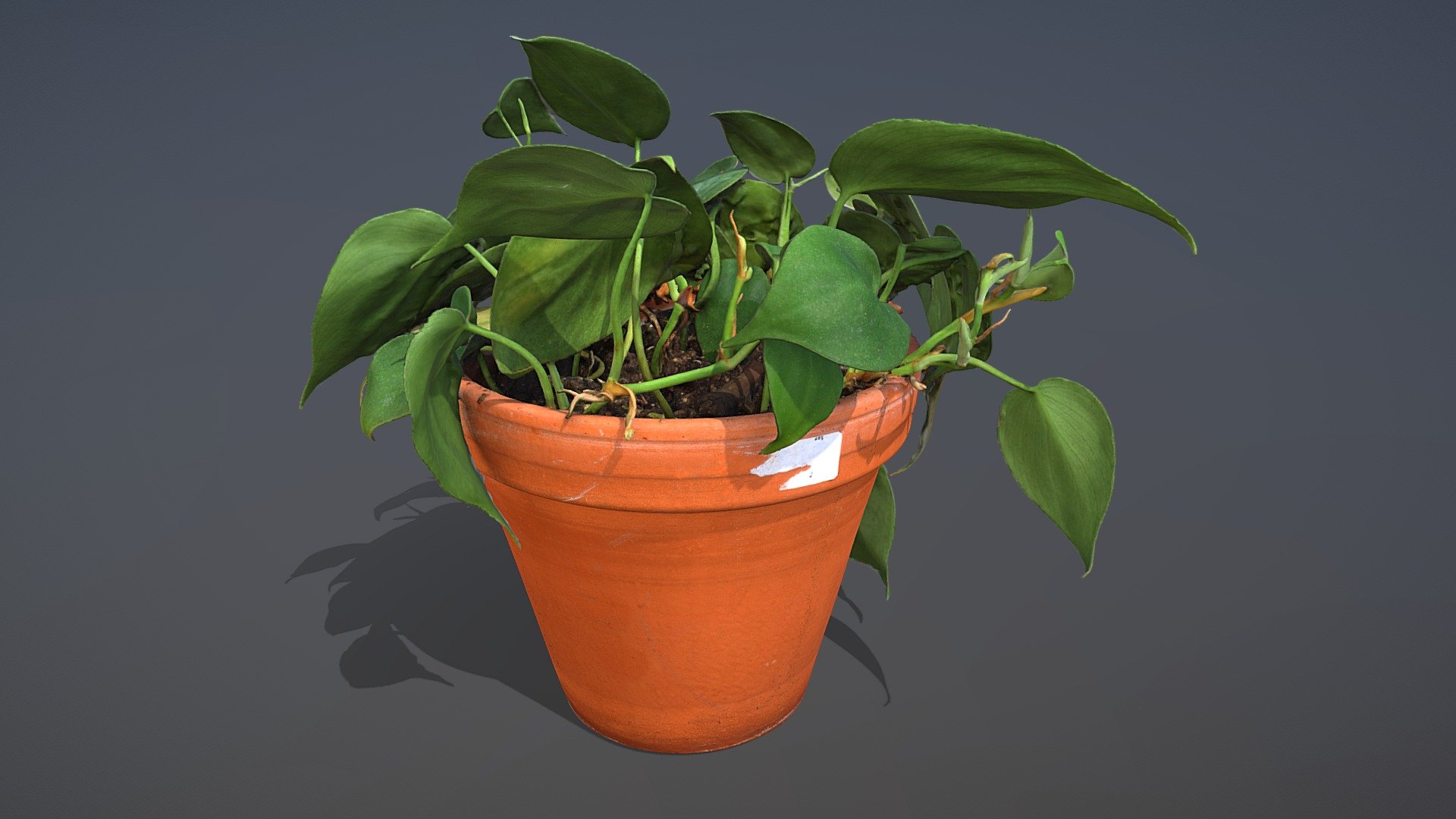 heartleaf-philodendron-deep3dsea