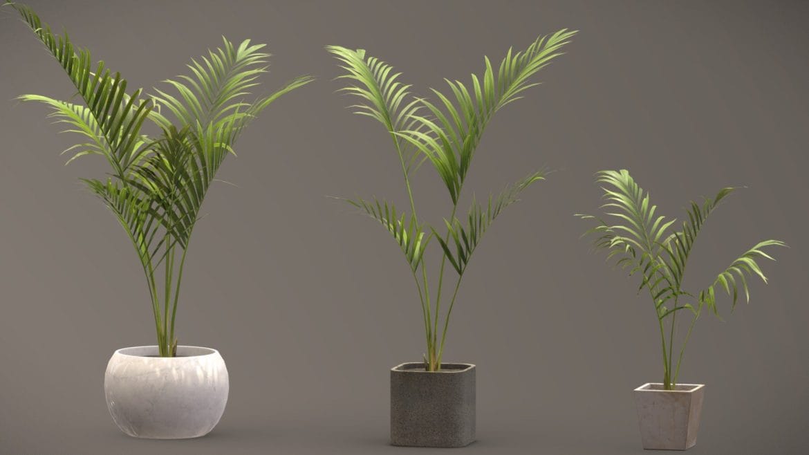 indoor outdoor plantsareca plants 3d model