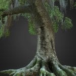 Photoscanned Beech Tree
