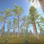 pine forest kiefernwald 3d model