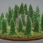 Spruce Forest / Fichtenwald