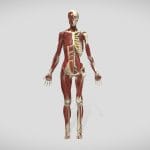 Anatomy 2019