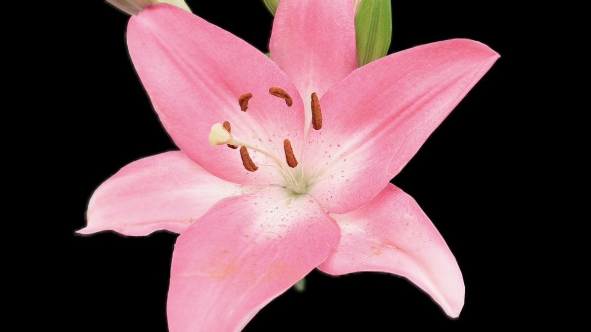 anatomy of a lilium photogrammetry 3d model