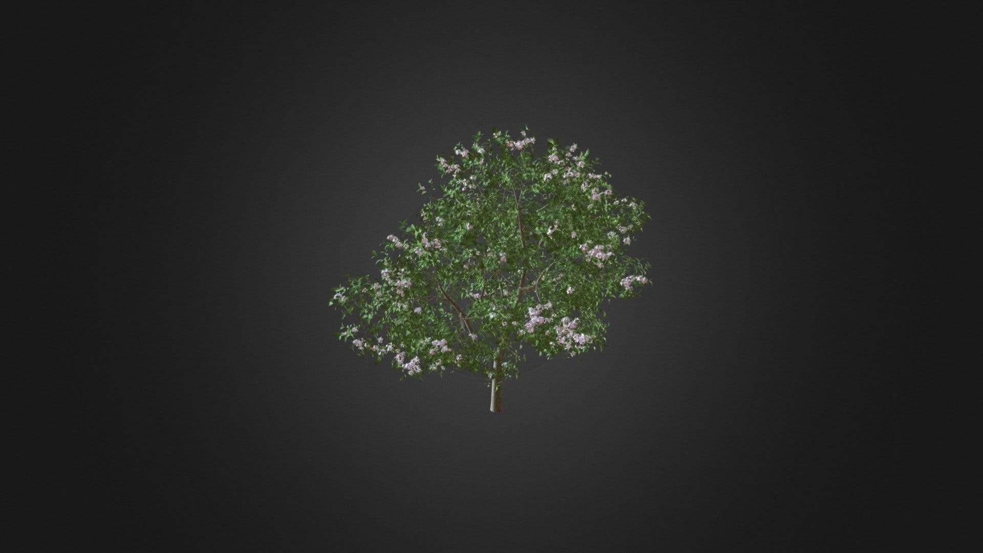 Apple Tree with Flowers 3D Model 3.7m
