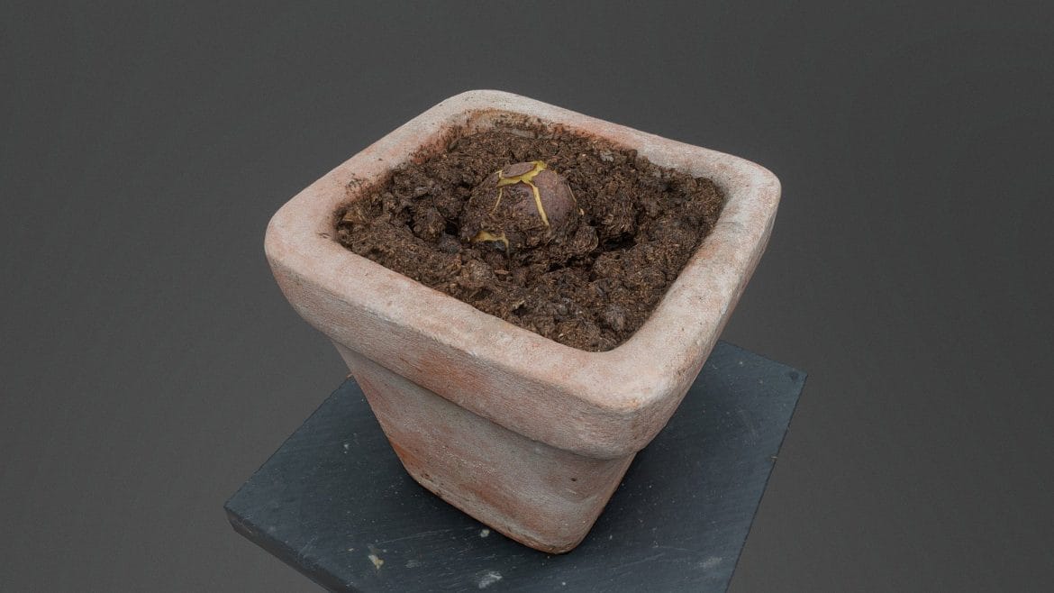 avocado kernel in flower pot 3d model