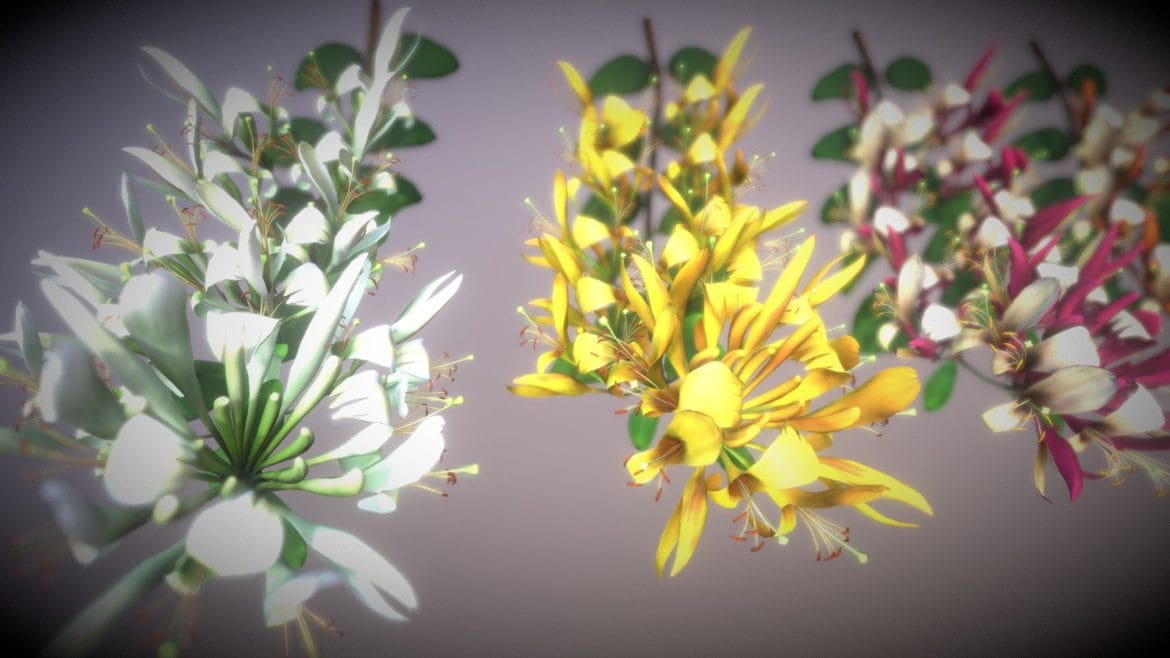 caprifoliaceae flower 3d model