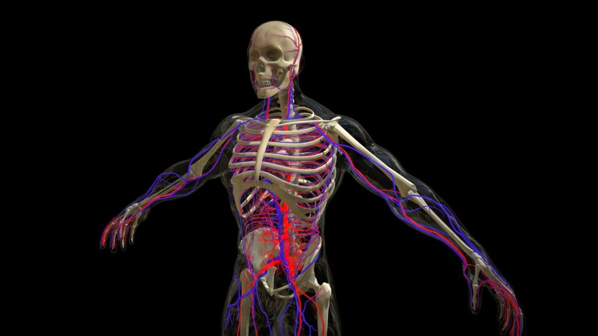 circulatory system with skeleton female 3d model