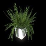 Fern plant