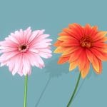 Flower blossom