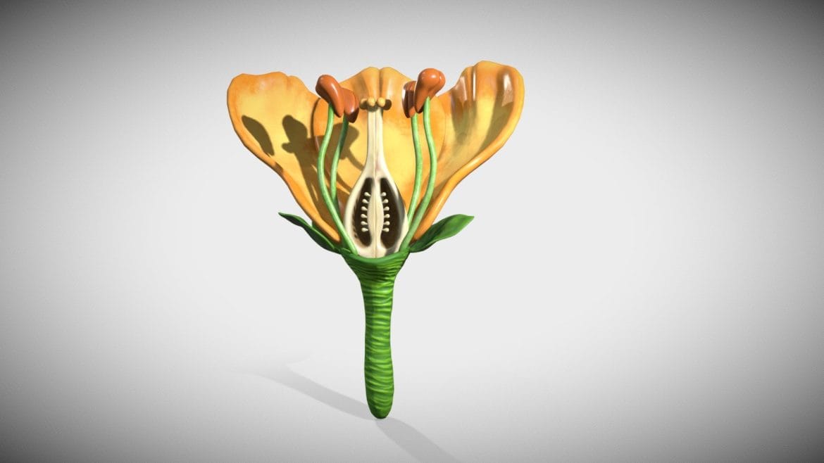 flower cross section 3d model