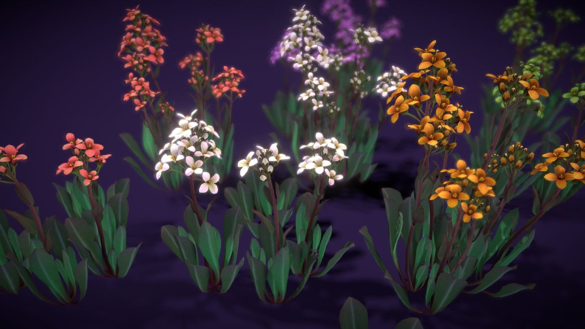 Flower Daggerpod
