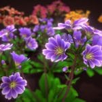 Flower Lewisia