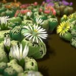 Flower Lithops