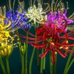 flower lycoris radiata 3d model