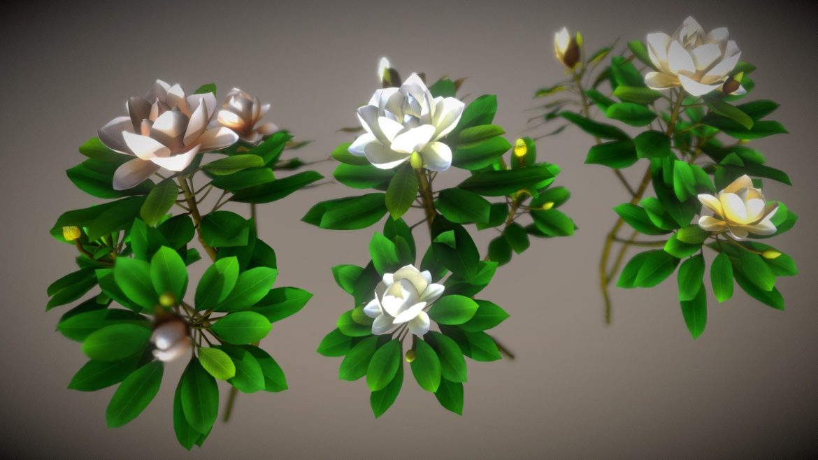 Flower Magnolia - Deep3dsea
