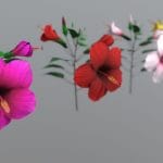 Flower Malaysia