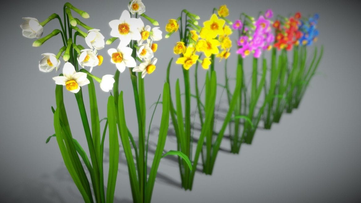 flower narcissus tazetta 3d model