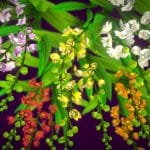 Flower Orchid