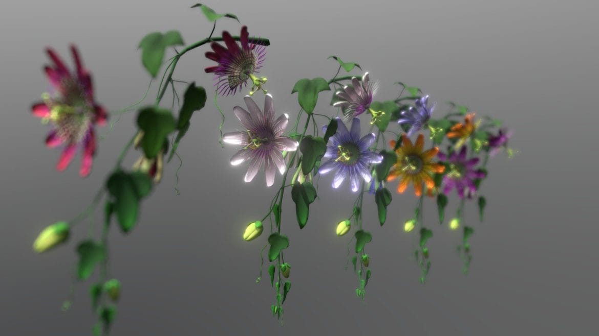 flower passifloraceae 3d model
