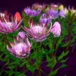 flower protea king 3d model