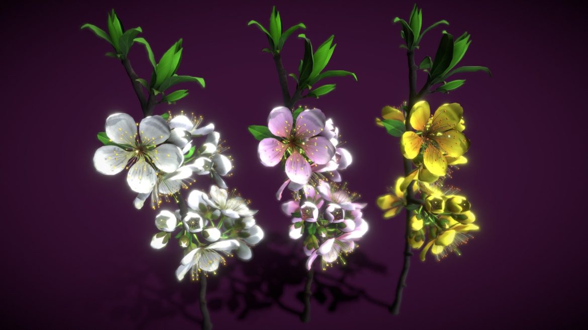 Flower Prunus Mume - Deep3dsea