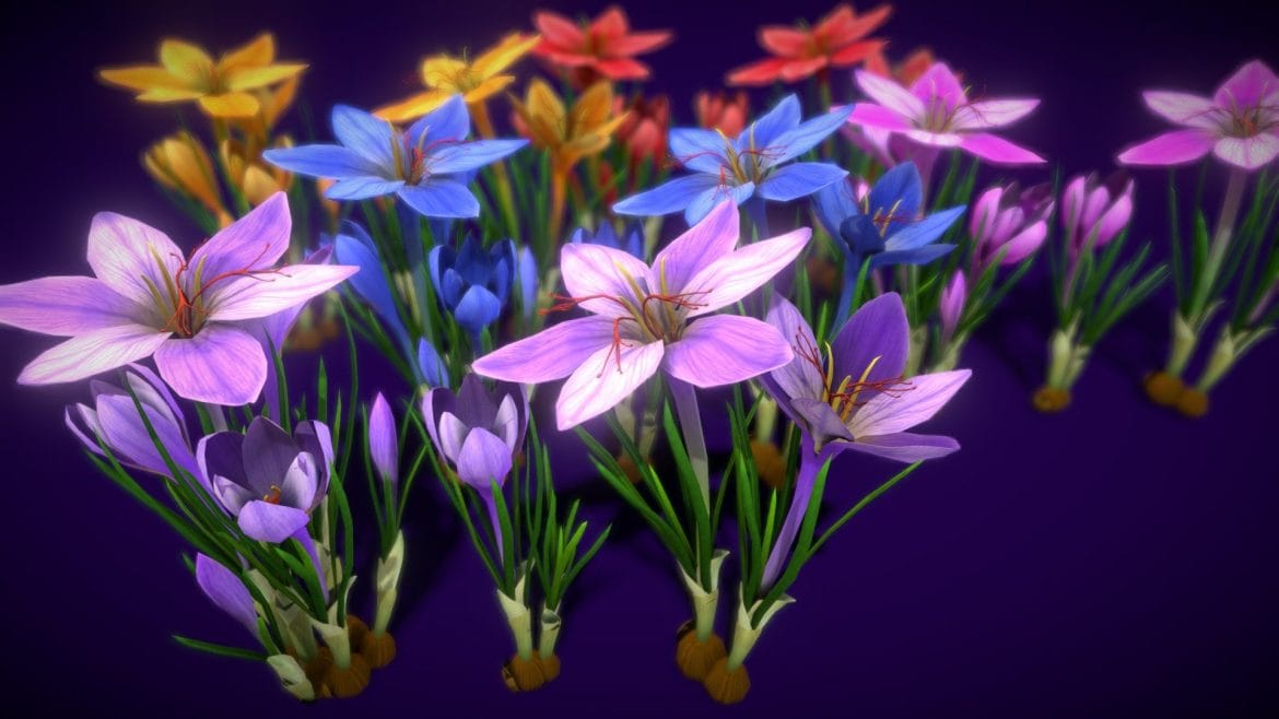 flower showy autumn crocus 3d model
