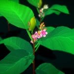 flower simpor 3d model