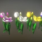 Flower Tulip