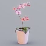 Flowers In Pink Vase