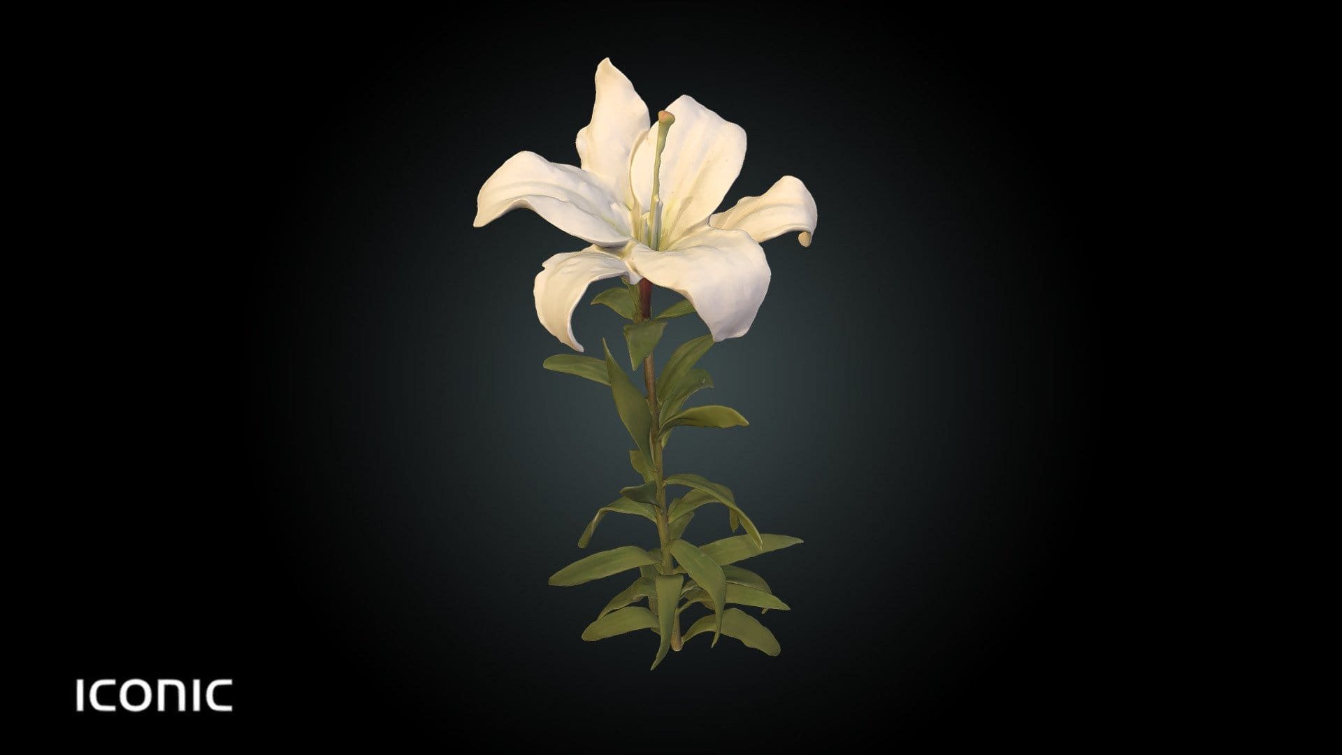 Fw1 – Lilium Flower White