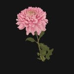 Fw22 – Pink Flower