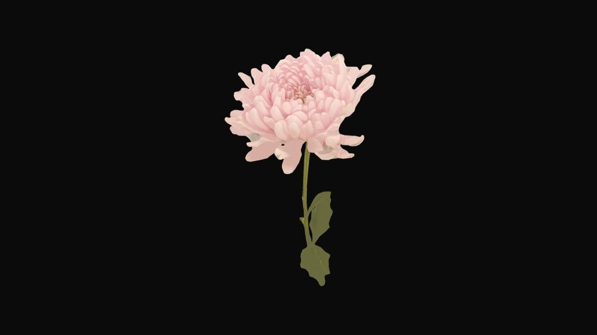 fw29 light pink flower 3d model