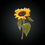 Fw6 – Sun Flower