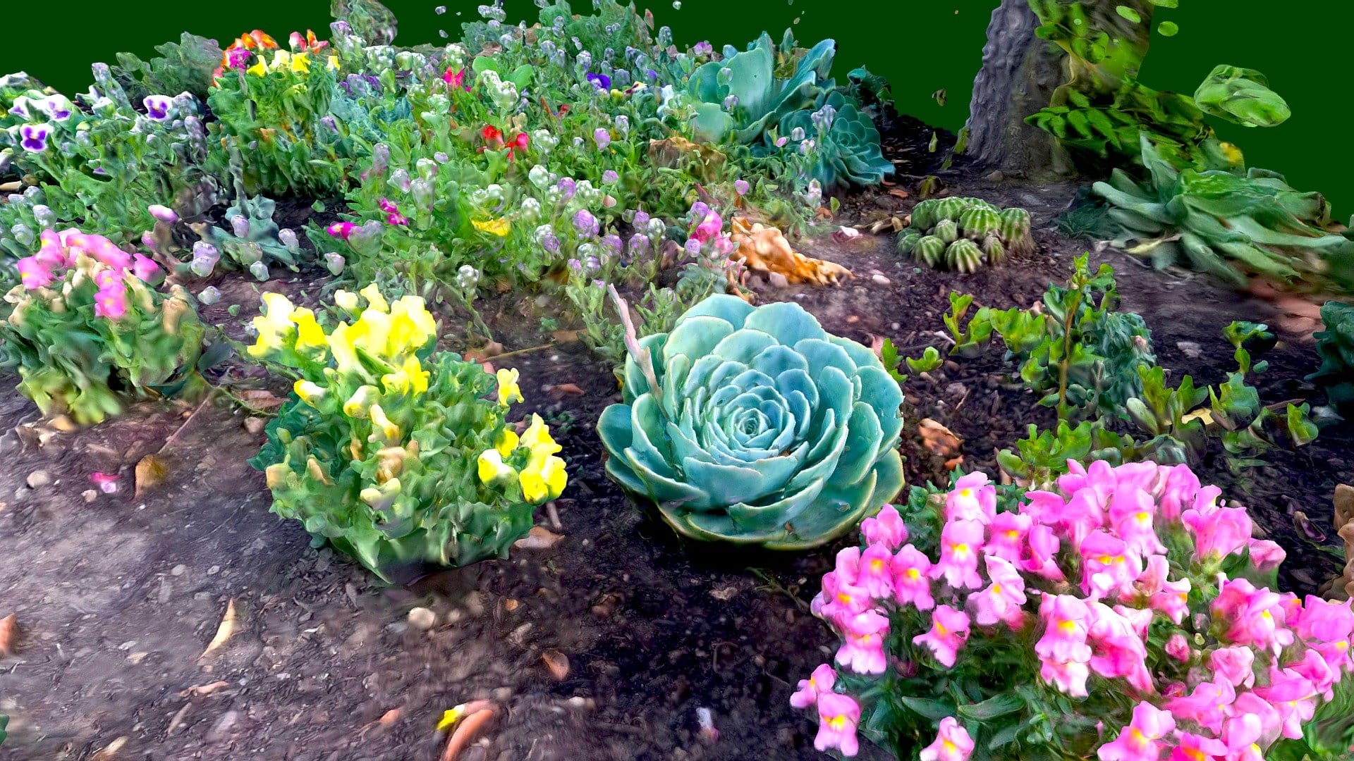 Garden Flowers
