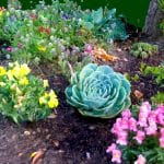 Garden Flowers