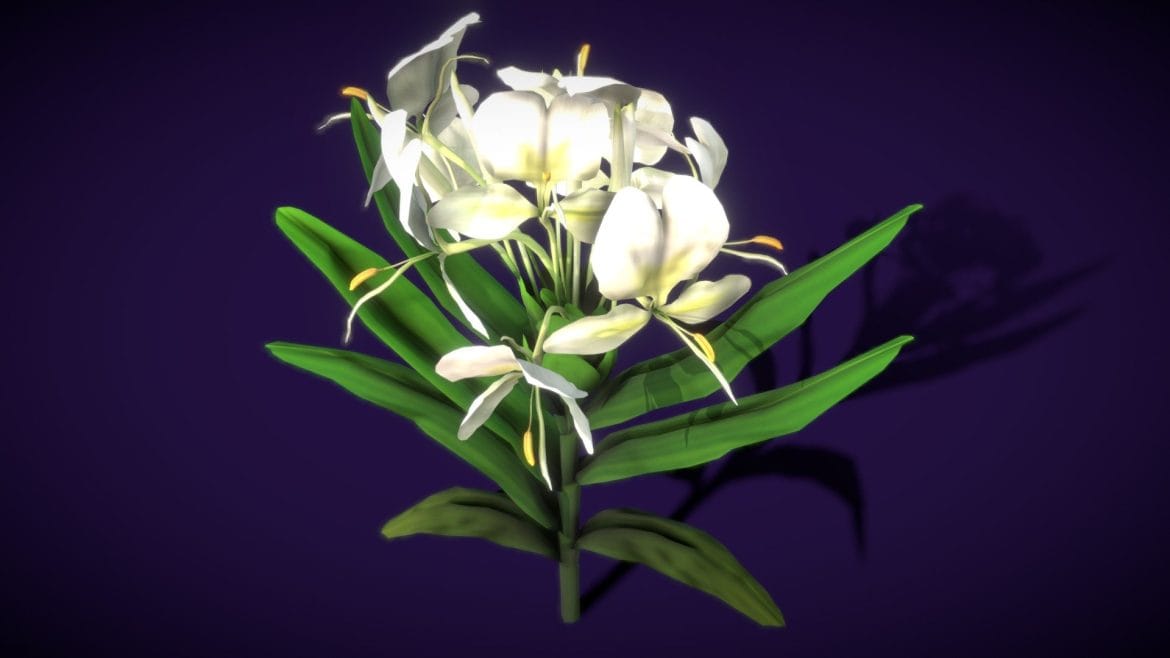 hedychium coronarium koenig flower 3d model