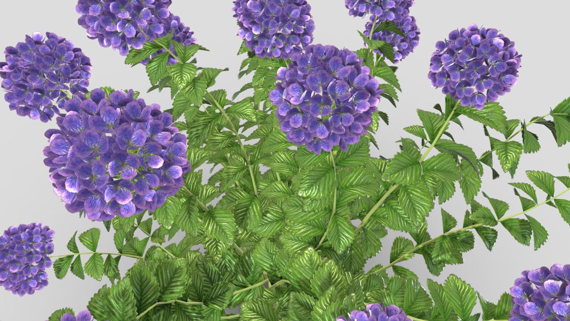 Hydrangea – Nature 3D Plant